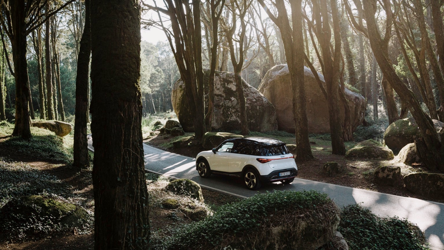 a car on a road in the woods